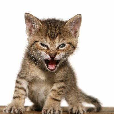 Tygr the kitten, original 2008 photo by Jiří Kasal